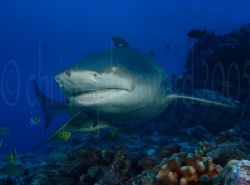 Bora Bora, French Polynesia. Lemon Shark. 18mm, dual flas... by Christopher Ward 